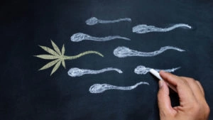 Cannabis e fertilidade masculina